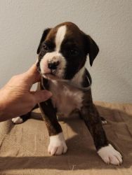 For sale Boxer Puppies