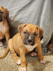 Beautiful 8 week old puppies ready for their new home