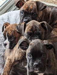 Brindle Boxer Puppies