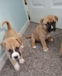 Boxski pups