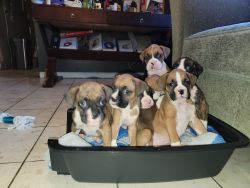 Healthy baby boxers
