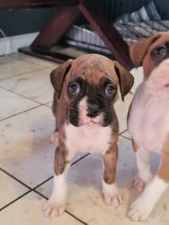 Playful Boxers Puppies