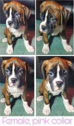 Pure Bread Boxer 9 weeks Puppy re homing