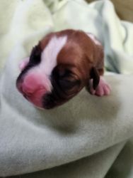 Akc registered boxer puppies