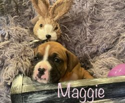 Maggie Akc boxer puppie