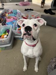Rehomeing 1 Yr white boxer
