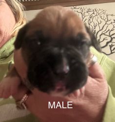 Boxer Pups Looking for Forever homes!