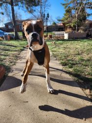 Male boxer 6 months