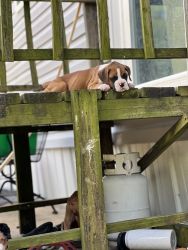 Beautiful boxer, puppies for sale