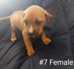 Pitoxer Puppies For Sale