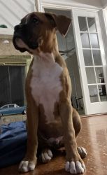 Akc certified boxer puppies