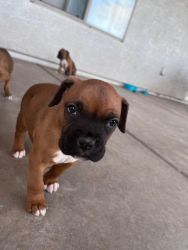 6 boxer puppies