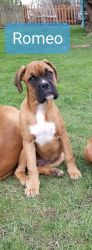 Extremely Cute Boxer Puppies:)