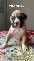 Healthy male boxer puppies for sale. No papers parents on site
