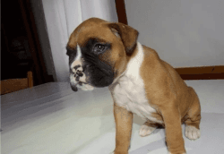 CUTE BOXER PUPPIES