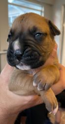 AKC boxer puppies ready middle of June.