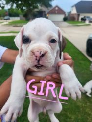 Baby Boxer [Girl]