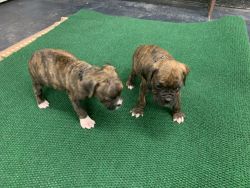 2 male boxers