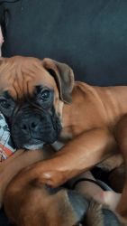 1yr old male boxer