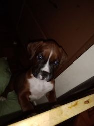 Akc registered boxer puppies