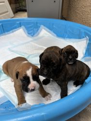 Brindle/Fawn Boxer Puppies