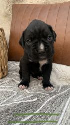Boxer pup Casper
