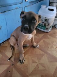 Boxer mix puppy for sale