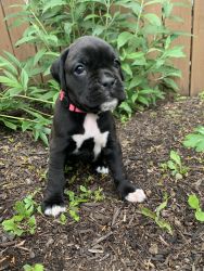 Boxer Pup Rousey