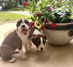 Boxer Puppies Available