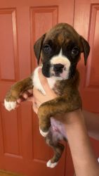 Boxer puppy (Milo)