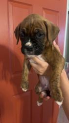Boxer puppy(Gus)