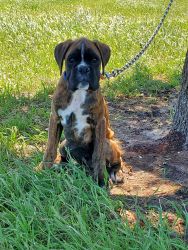 Boxer 7m youth puppy
