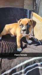 Full blooded boxer puppy