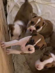 Adorable puppies looking for forever home