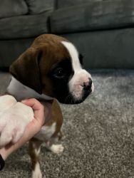 Male boxer puppies!