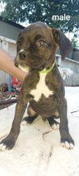 AKC Boxer babies 9 weeks old tails docked and dew claws removed.
