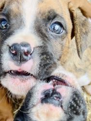 Boxer puppies fawn brindle and sealed ready august 20th