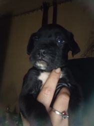Beautiful boxer puppies ready Sept 1