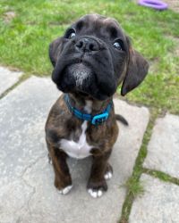 Astounding Boxer Puppies Available.