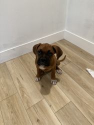 SELLING MY 3 month boxer