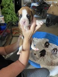 CKC Boxer puppies for sale