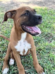 Boxer puppy looking for home!