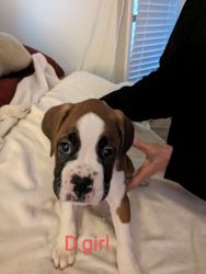Boxer male and females AKC