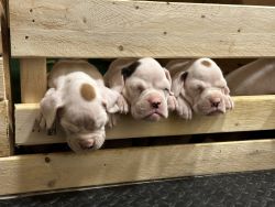 Boxer puppies ready for new home