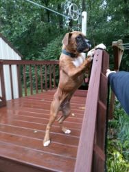Boxer for sale they are 3 months old