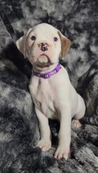 Boxer puppy (Purple)