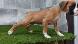Stunning Boxer Puppies. Boys and girls