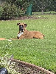 Beautiful and fun-loving male Boxer for sale