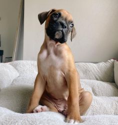 Healthy Boxer Puppies Available