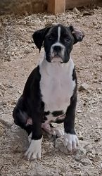 AKC Registered Boxer Puppy